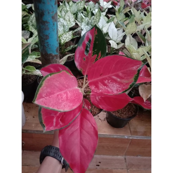 Aglonema Red Mahesty