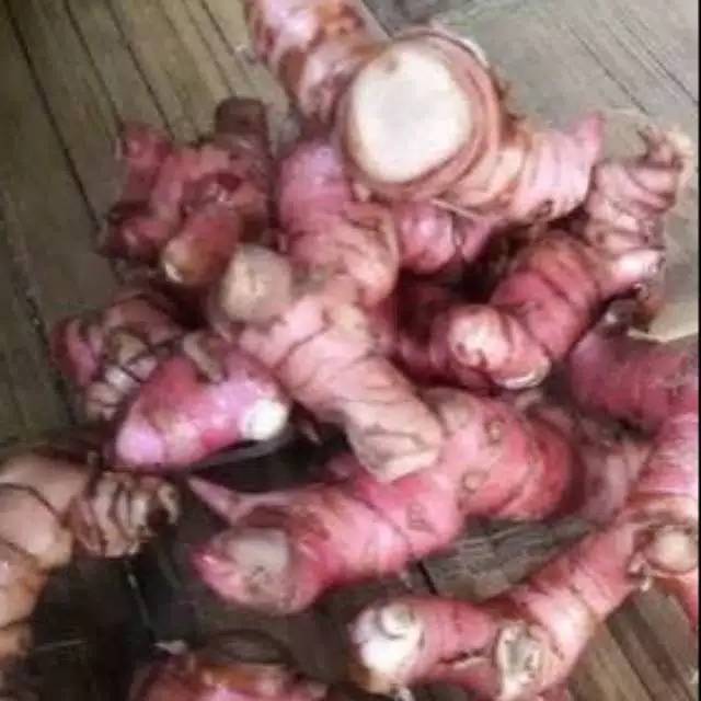 Lengkuas bumbu rempah