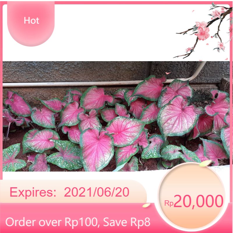 tanaman hias caladium