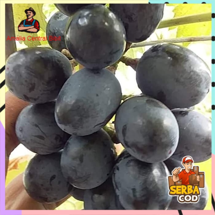Bibit anggur import Ruslan Grafting