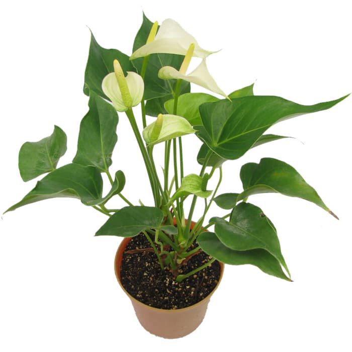 Tanaman Anthurium Mini Putih