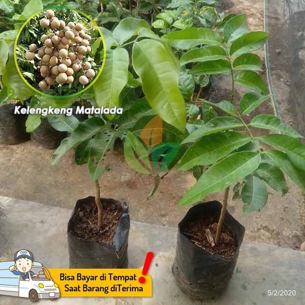 Bibit Kelengkeng Matalada