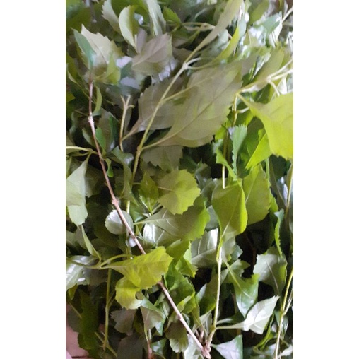 daun beluntas segar 500gr