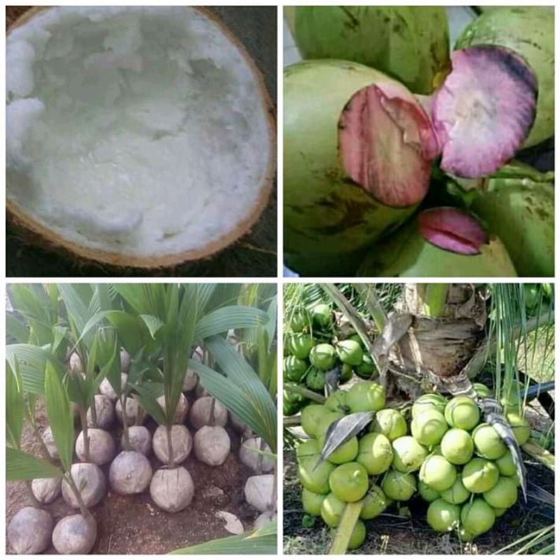 Bibit Kelapa Kopyor Super Genjah (COD)