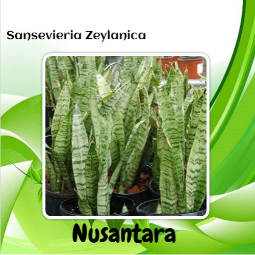 Bibit Tanaman Sansevieria Zeylanica
