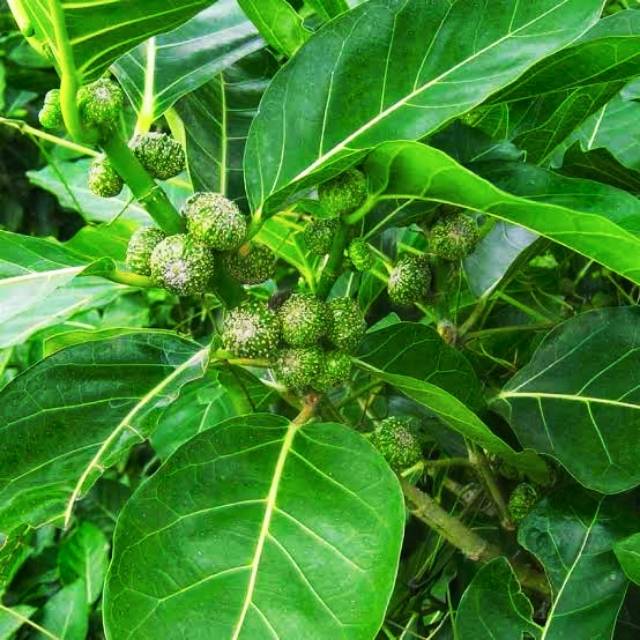Daun Awar-awar Segar