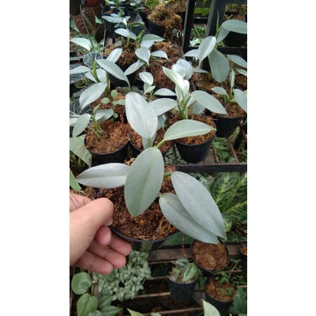 hastatum