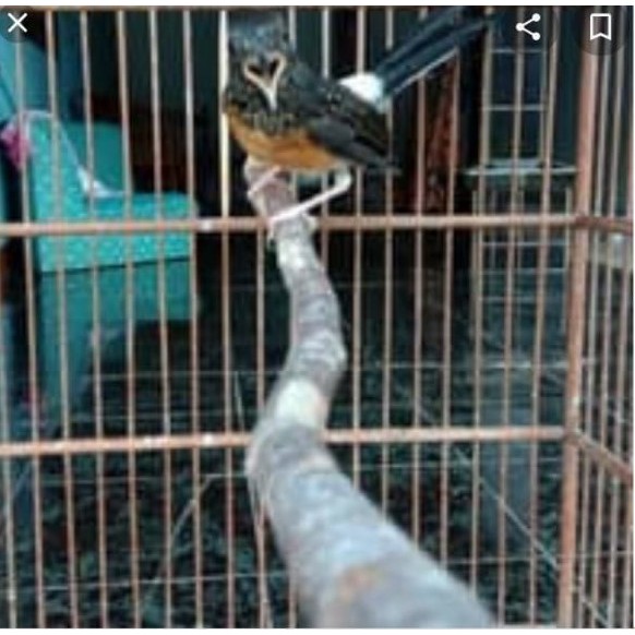 Burung Murai Medan