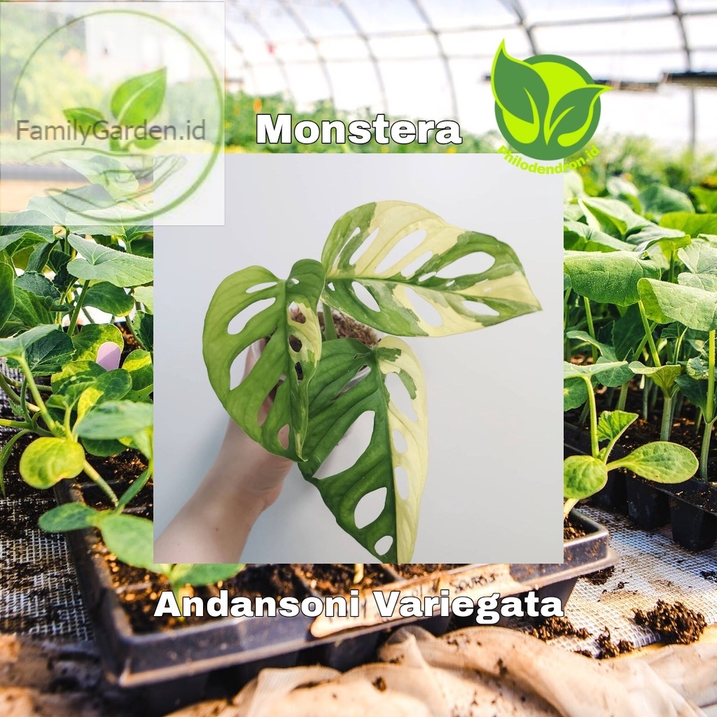 bibit bonggol monstera adansoni