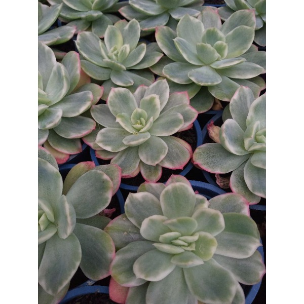 echeveria lemon varigata