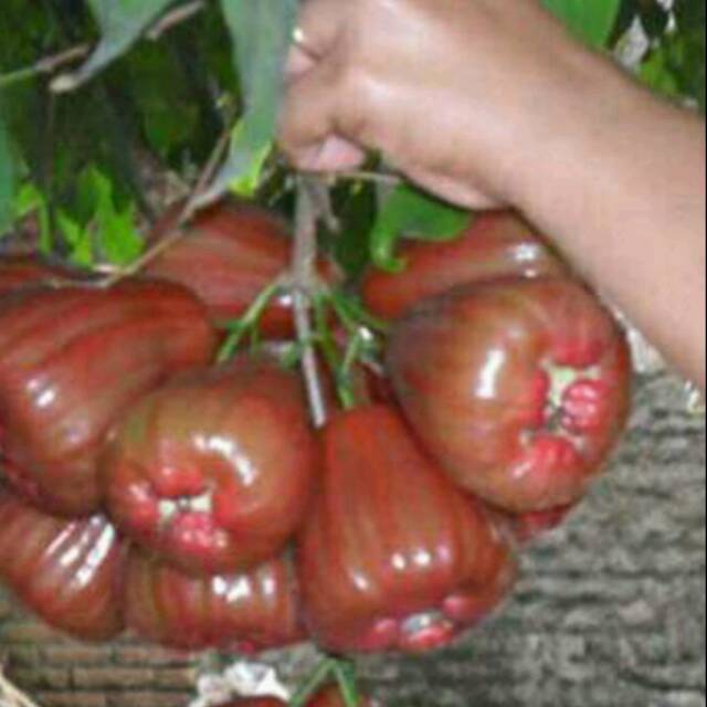 BIBIT JAMBU AIR KING ROSE