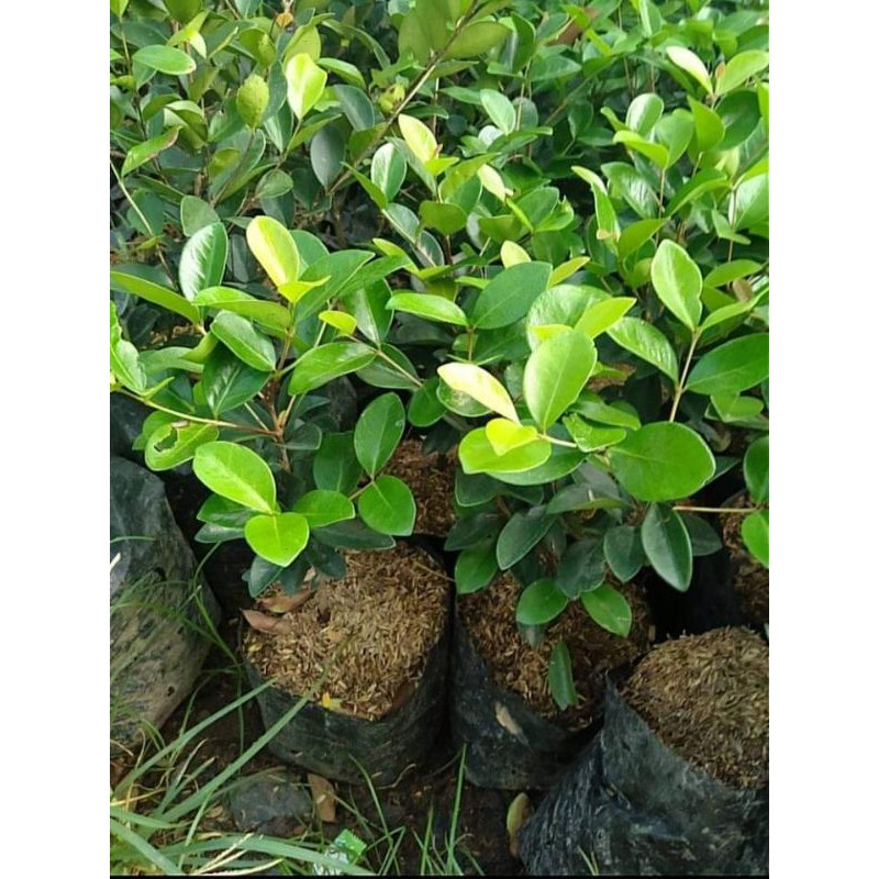 bibit beach cherry
