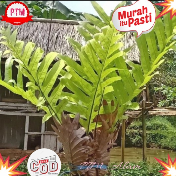 (COD) kadaka ekor naga