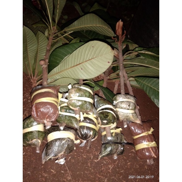 mamey sapote