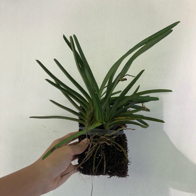 Ascocentrum Miniatum