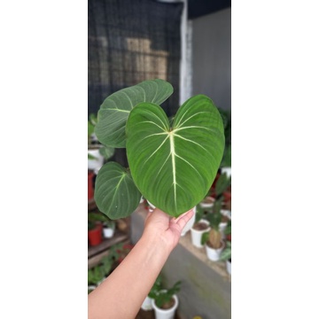 gloriosum