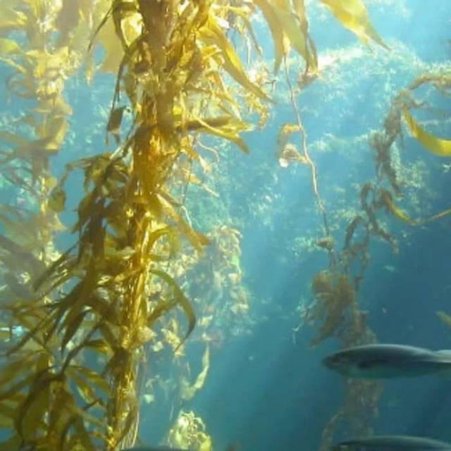 Seaweed Extract Powder 50g