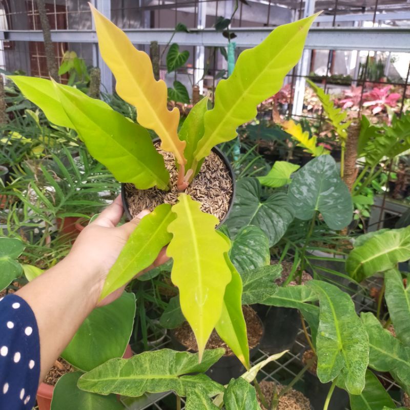 philodendron golden saw