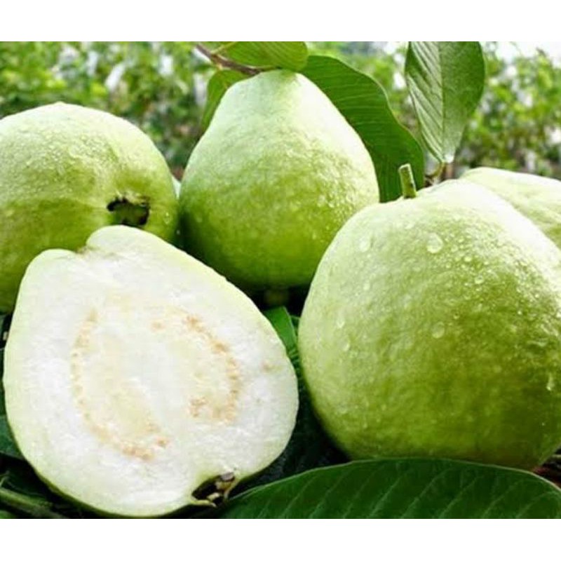 Bibit Buah Jambu Kristal