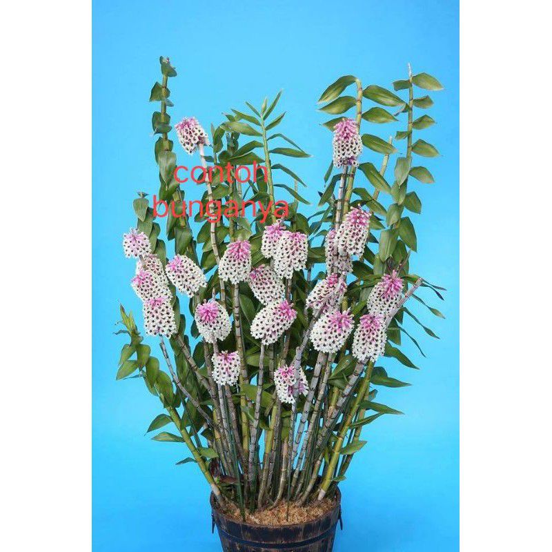 dendrobium smillieae dewasa