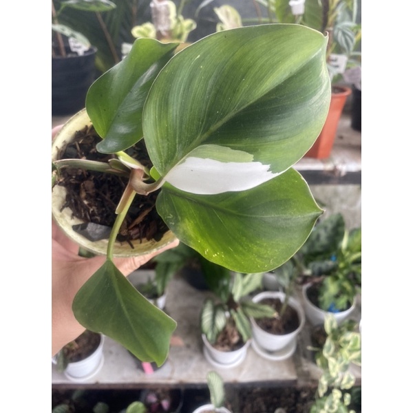 philoendron white knight philo (sold)
