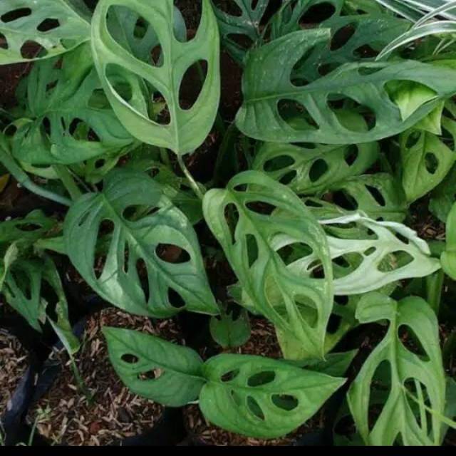 anggrek dendrobium mesangil dewasa Kode 719 dewasa