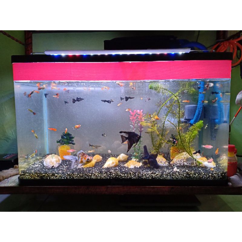 Ikan Guppy(Campur)