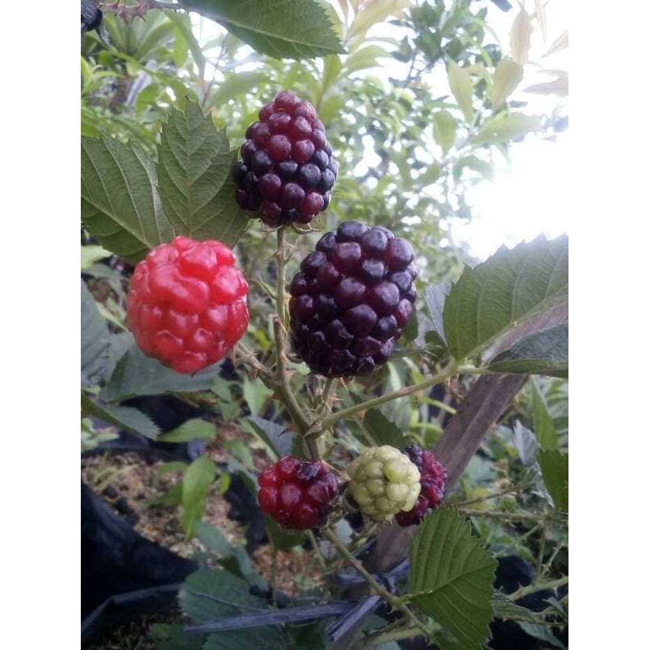 Bibit Tanaman Buah Blackberry
