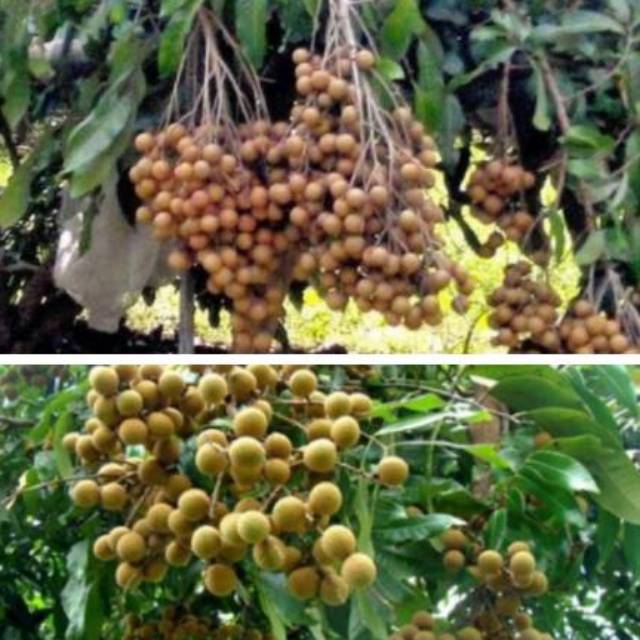 Bibit Kelengkeng New Kristal
