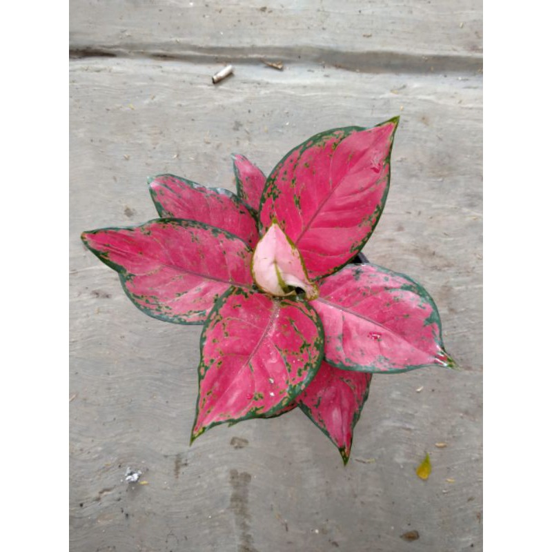 RED ANJAMANI JUMBO