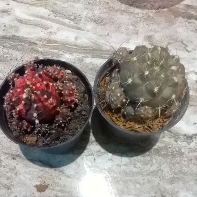 paket onrot 2 pcs
