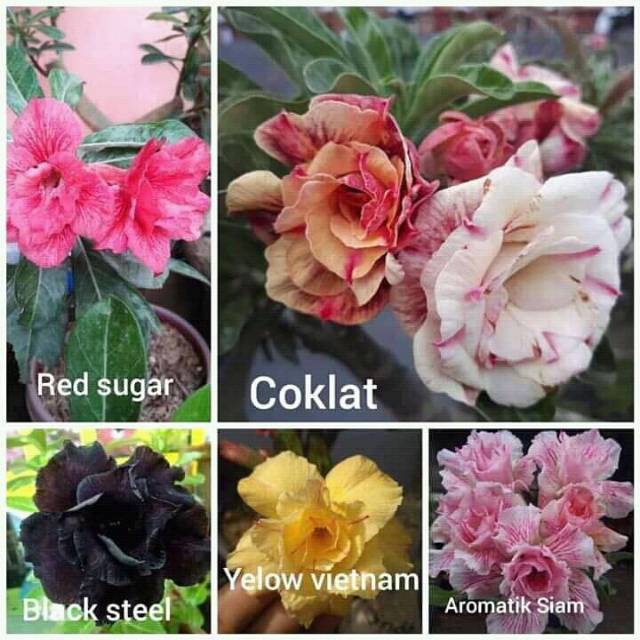 Satu paket bibit adenium 5 batang