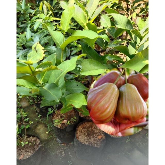 bibit jambu dalhari super jumbo(beli 3 free 1)