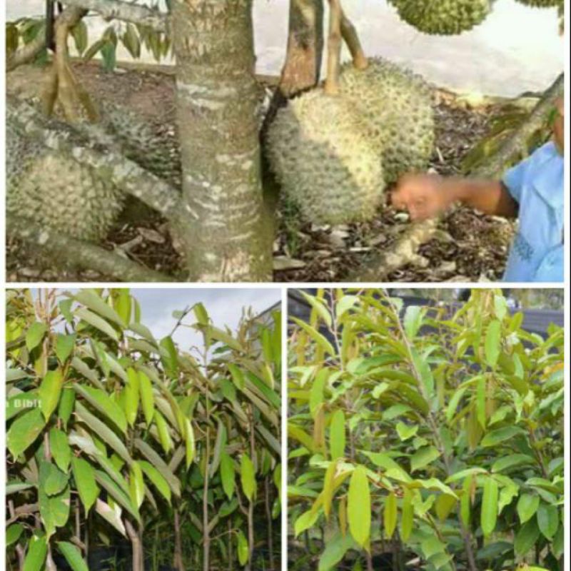 bibit durian musangking