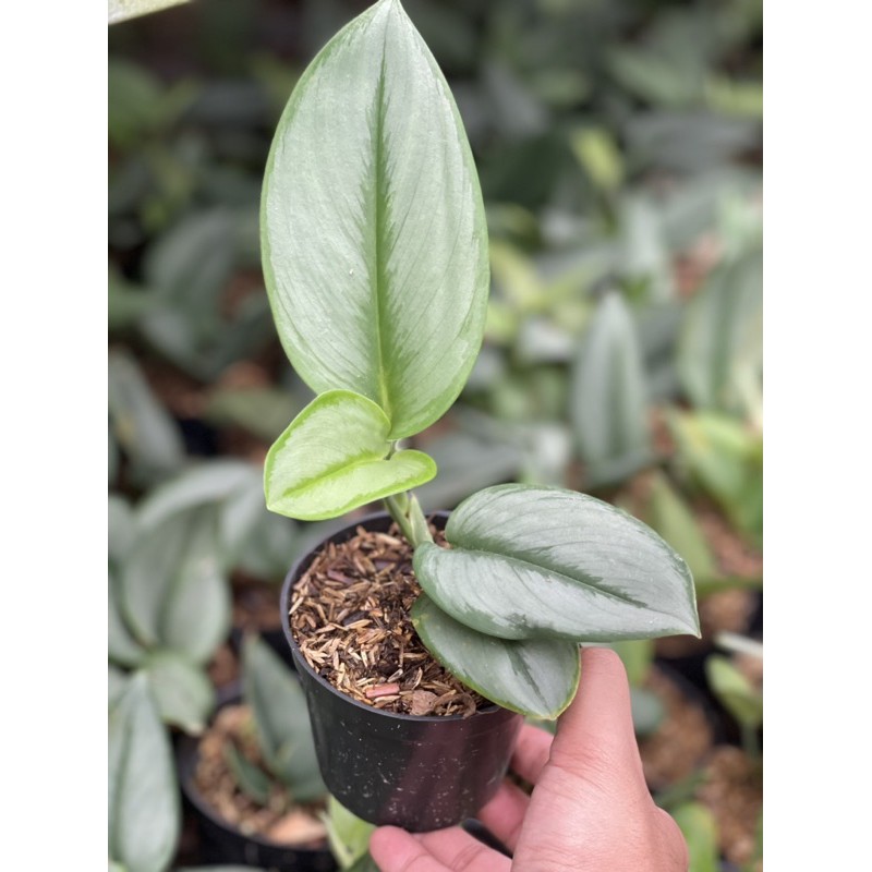 Scindapsus Treubii Moonlight