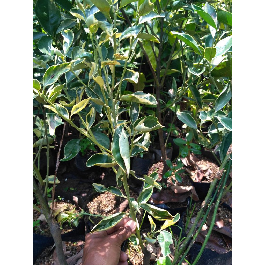 tanaman buah jeruk variegata