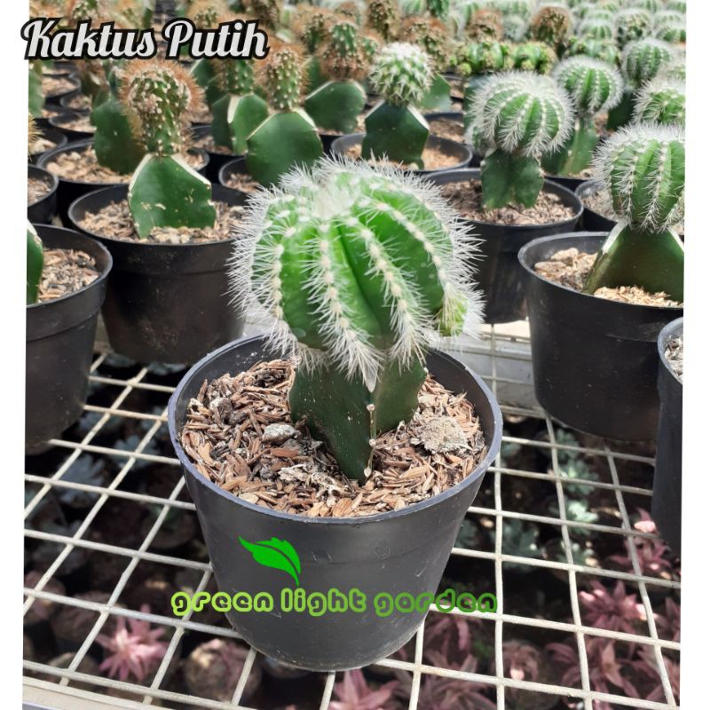 Bunga Kaktus Putih