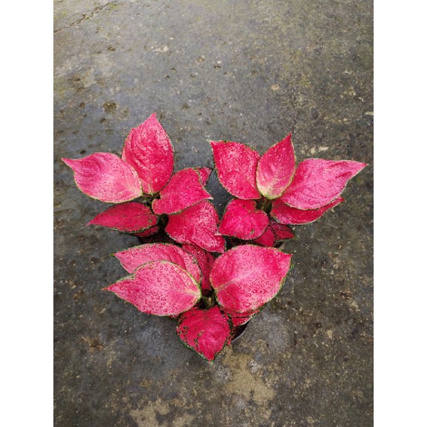 Aglonema red queen