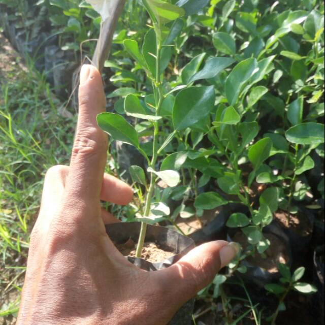 Bibit jeruk purut
