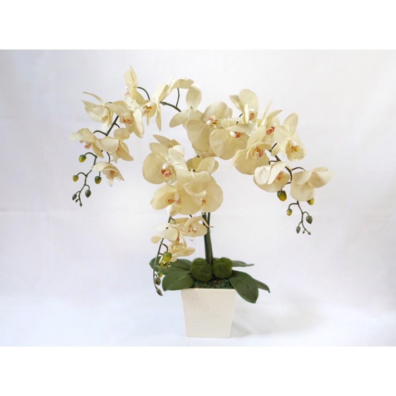orchid flower