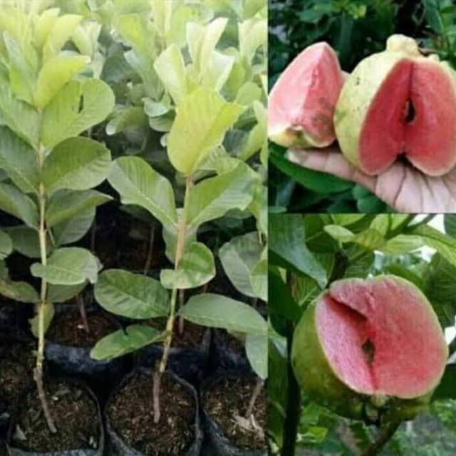 Bibit Jambu Sukun tanpa biji