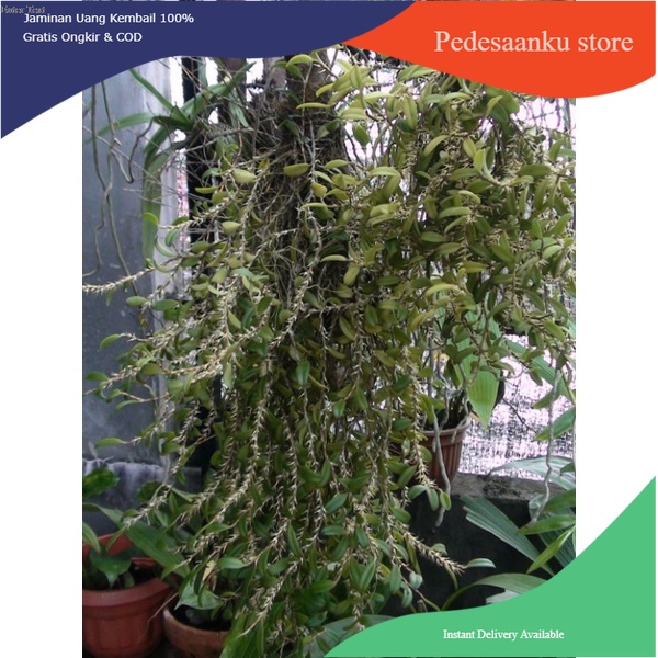 Anggrek Bulbophyllum sessile