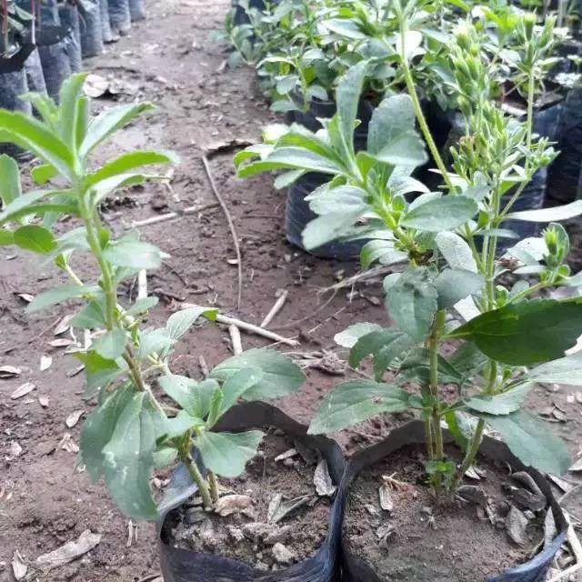 Bibit stevia si daun manis