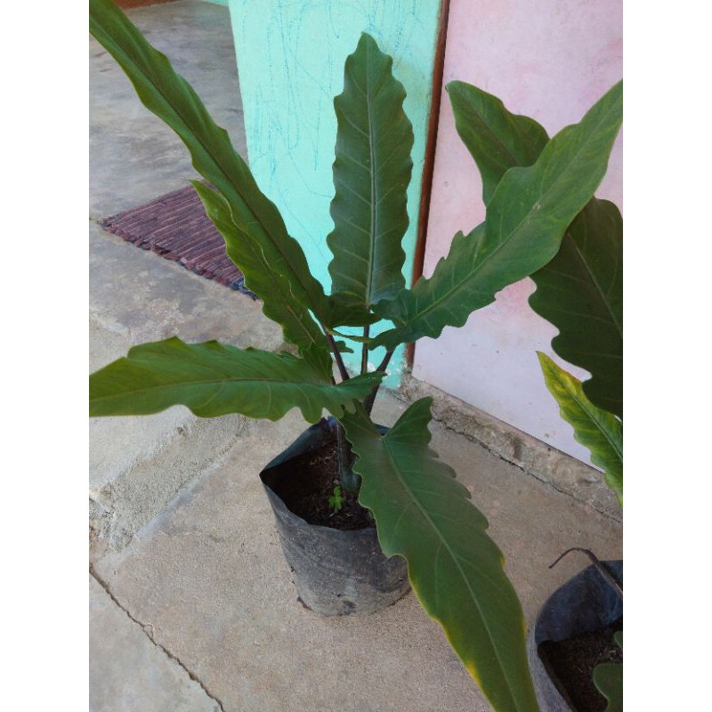 Keladi keris Papua