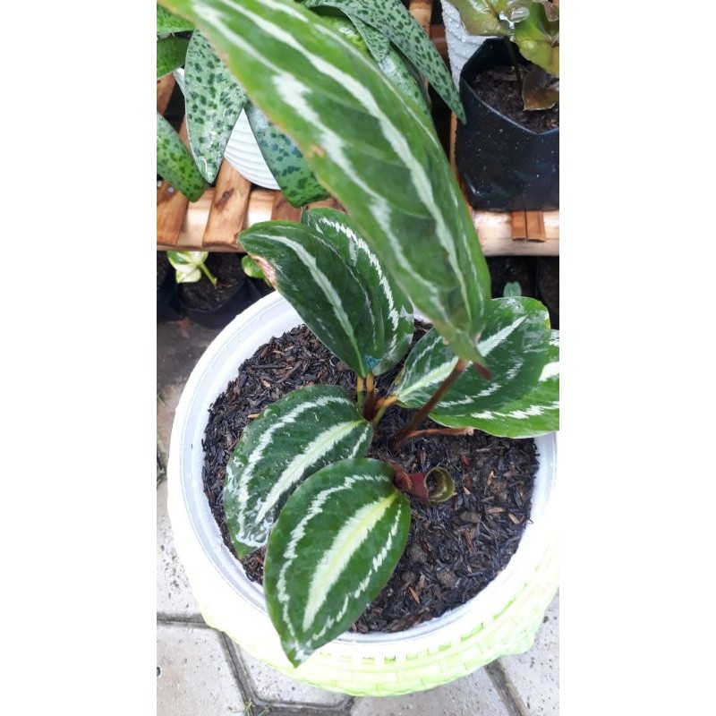 Calathea semangka medium