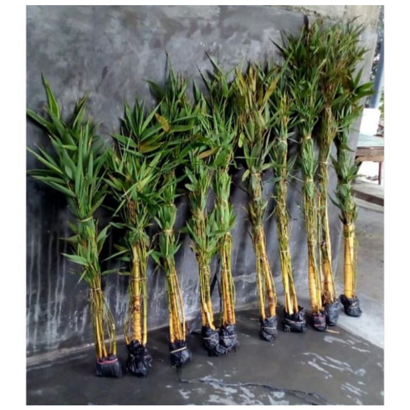 Tanaman Hias Bambu Kuning