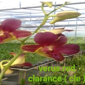 anggrek dendrobium cle