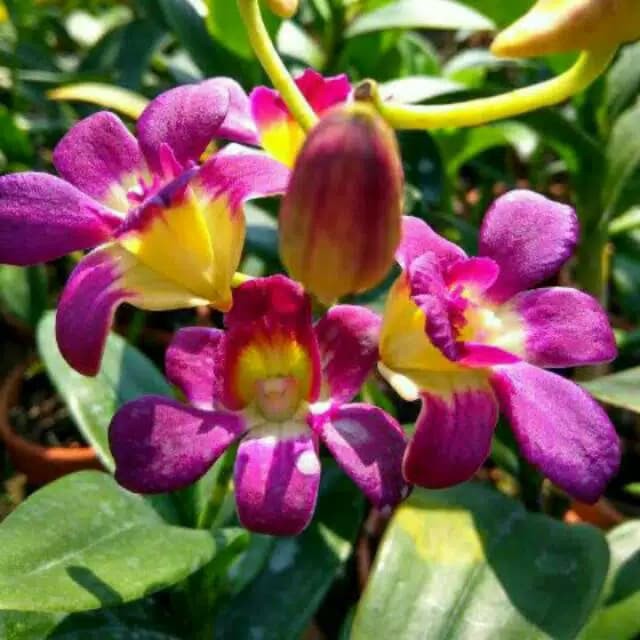 Anggrek Dendrobium Burana Sunday