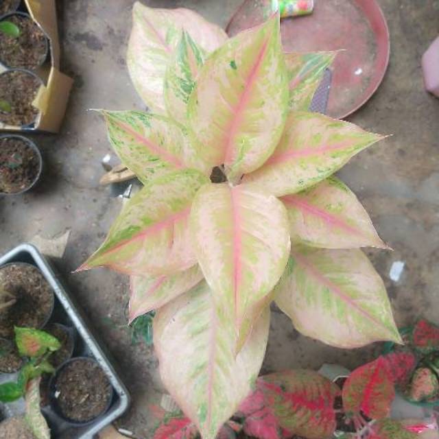 Aglonema LOD