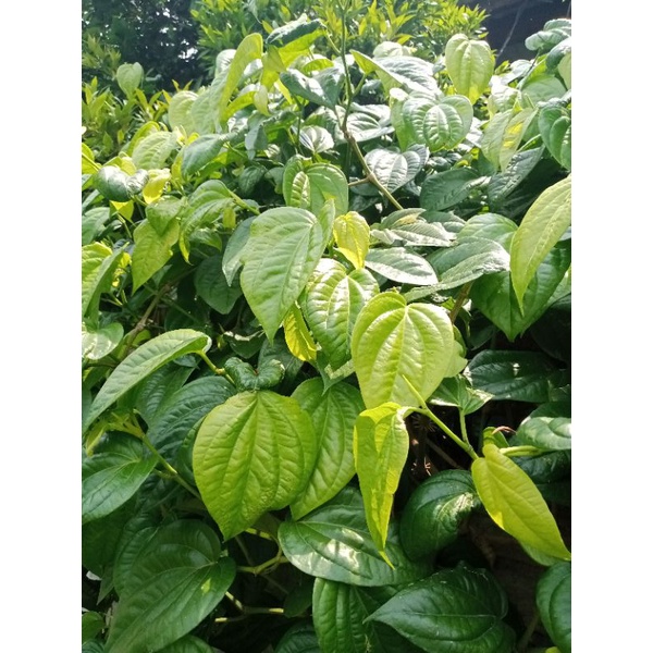 DAUN SIRIH SEGAR